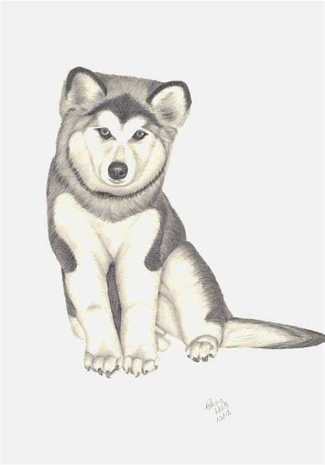 My Husky Puppy Misty Drawing By Patricia Hiltz