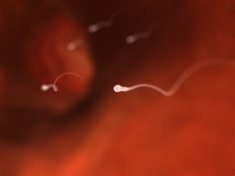 Everything You Need To Know About Sperm Including Male Fertility And That Distinct Semen Smell