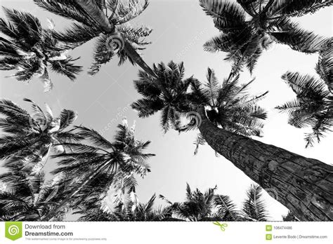 tropical palm trees in black and white from a low point of view looking up palm trees under