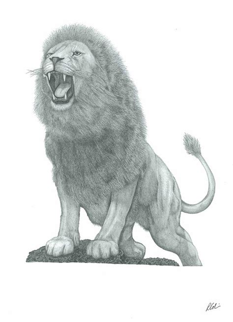 Draw a big circle as a guide for the front. Lion Roar Drawing by Rich Colvin
