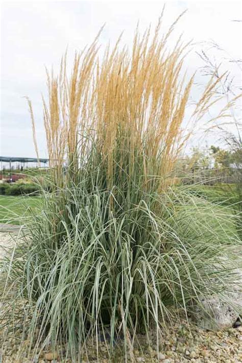 Calamagrostis Overdam Feather Reed Grass Hello Hello Plants