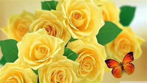 Download Yellow Roses And Butterflies 4k Hd Desktop Wallpaper For By