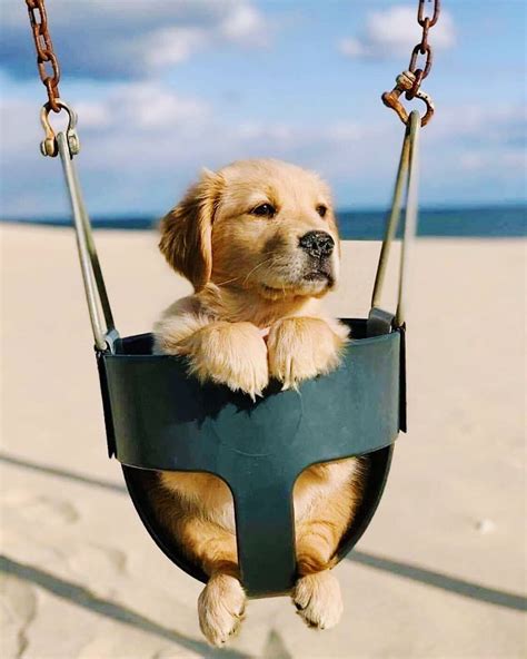 Golden Swingtriever Cute Baby Dogs Cute Dogs And