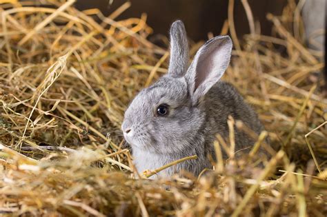 8 Best Rabbit Bedding Products Pet Territory