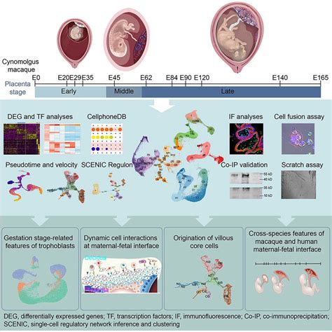 Identifying A Dynamic Transcriptomic Landscape Of The Cynomolgus