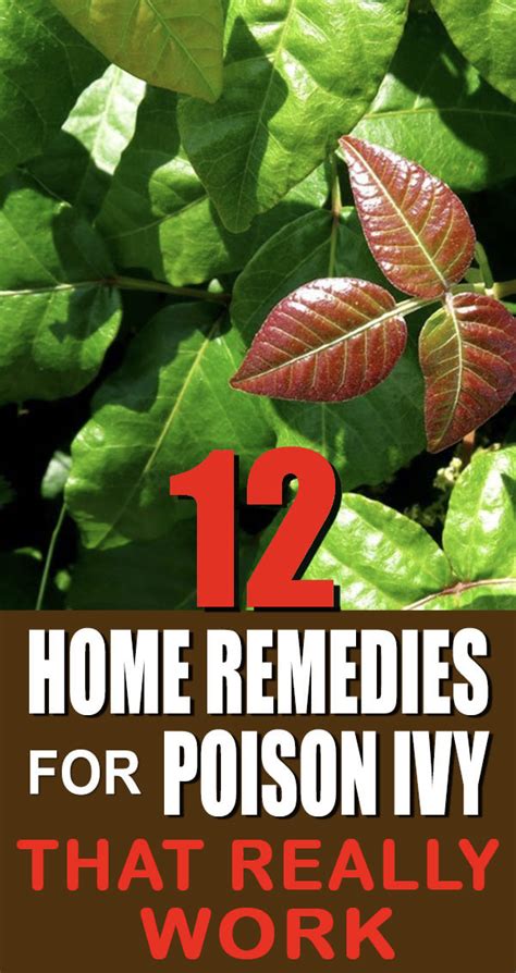 12 Home Remedies For Poison Ivy That Really Work According To The American Skin Association