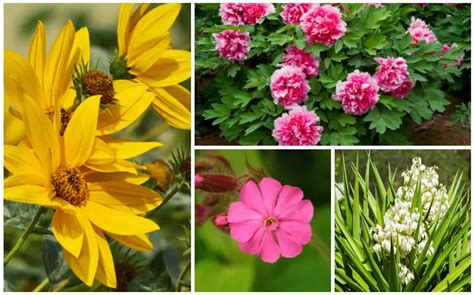 17 Full Sun Perennials For Your Garden Photos Garden Lovers Club