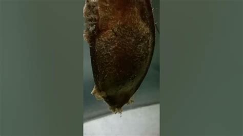 Coral Banded Shark Egg Geting Ready To Hatch Youtube