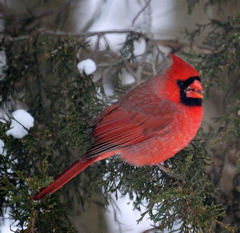 Wild Life Cardinal Wallpaper Wild Birds