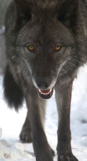 Black Wolf With Menacing Stare Stock Photo Download Image Now Istock