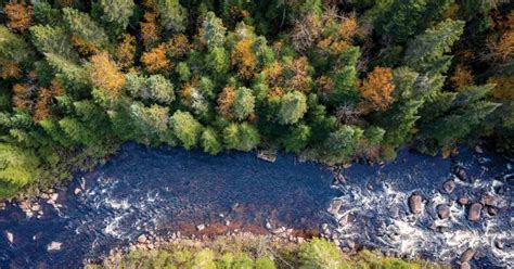 Aerial View Of Boreal Forest In Quebec Innovating Canada