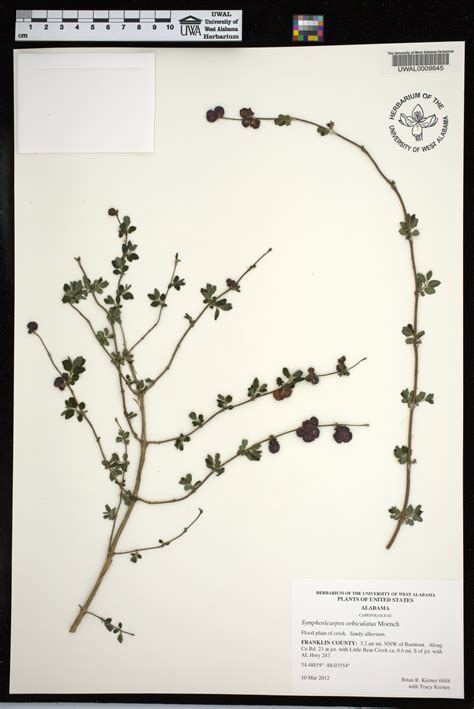 Symphoricarpos Orbiculatus Species Page Apa Alabama Plant Atlas