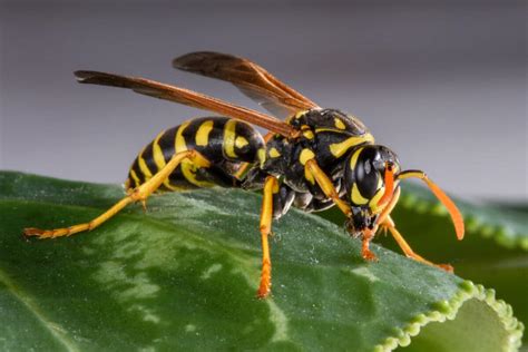 Which Hornets Live In The Ground Wasps That Live Below Ground