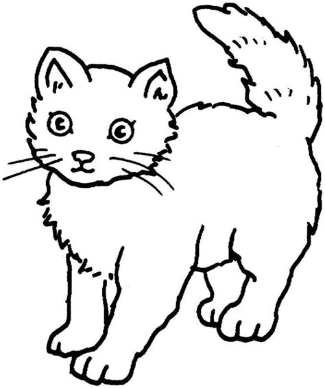 Gambar Sketsa Hewan Kucing 3 Gambar Mewarnai Buah Buahan Riset