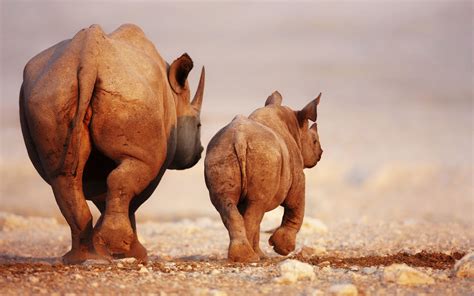 Rhino Wallpapers Wallpaper Cave HD Wallpapers Download Free Map Images Wallpaper [wallpaper684.blogspot.com]