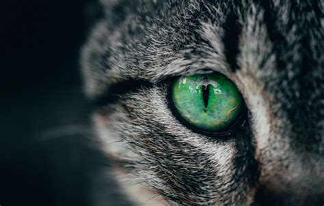 Wallpaper Green Cat Macro Cats Eye Look Closeup Striking Pupil