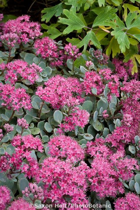 Stonecrop Sedum Cauticolum Pink Flowering Hardy Succulent In Denver
