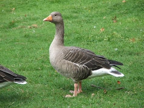 Grey Geese Genus Anser Wiki Display Full Image