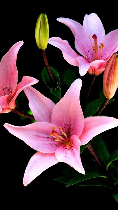 Lily Flower Iphone Wallpapers Wallpaper Cave