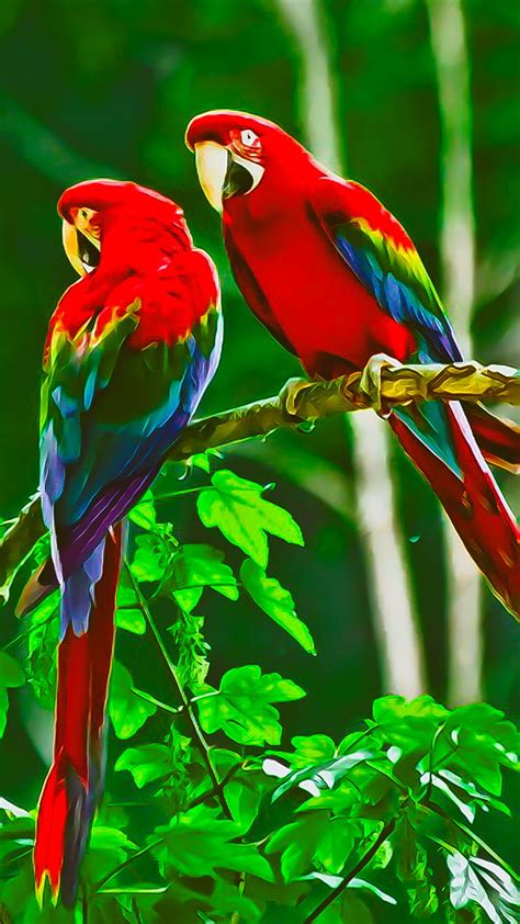 Lovebirds Love Parrot Red Blue Green Birds Love Birds Hd Phone