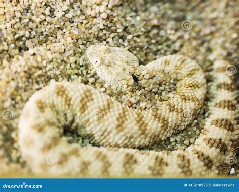 Sahara Sand Viper Stock Image Image Of Snake Reptile 143218975