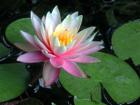 Pokok ara ini mudah hidup dan dikekalkan dalam saiz yang kecil. 11+ Gambar Flora Asli, Koleksi Istimewa!