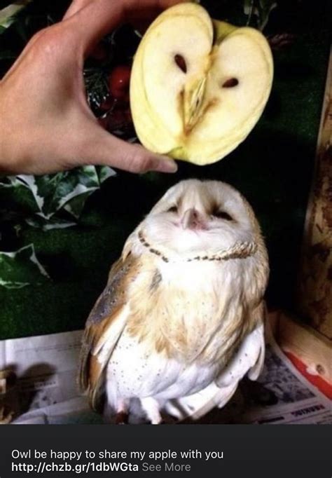 Pin By Wendy On Making Me Laugh Funny Owls Funny Owl Memes Funny Birds