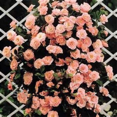 100pcs Rare Climbing Rose Bonsai Perennial Flowers Garden Decoration Fence Shed Roses Flower