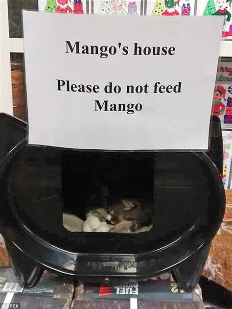 I've never made mango juice at home we always purchased box juices from market never made like this at home honestly its my first time, let see what can be the output, can you please view image. Tesco cat Mango who lived at Tiverton, Devon store feared ...