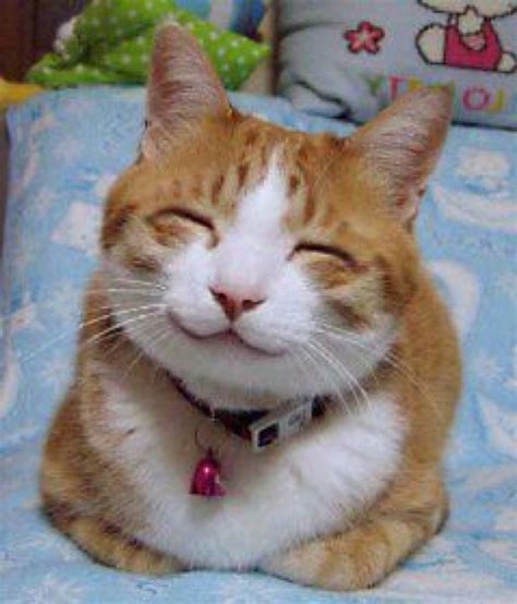 Happy Smiling Cat Bjsrealm Photo Fanpop