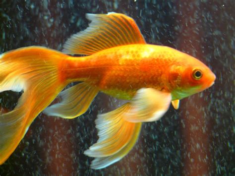In asia, they are considered a bringer of good luck. Free Images : swim, red, yellow, toy, fauna, fin, aquarium ...