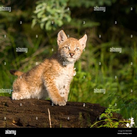 Siberian Lynx Kitten Curiously Looking Up While Standing On A The Trunk