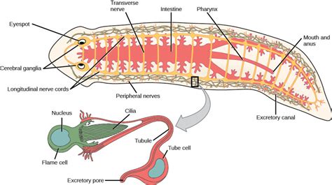 Phylum Platyhelminthes Biology For Majors Ii