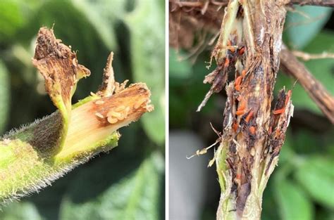 soybean gall midge adult emergence begins integrated crop management
