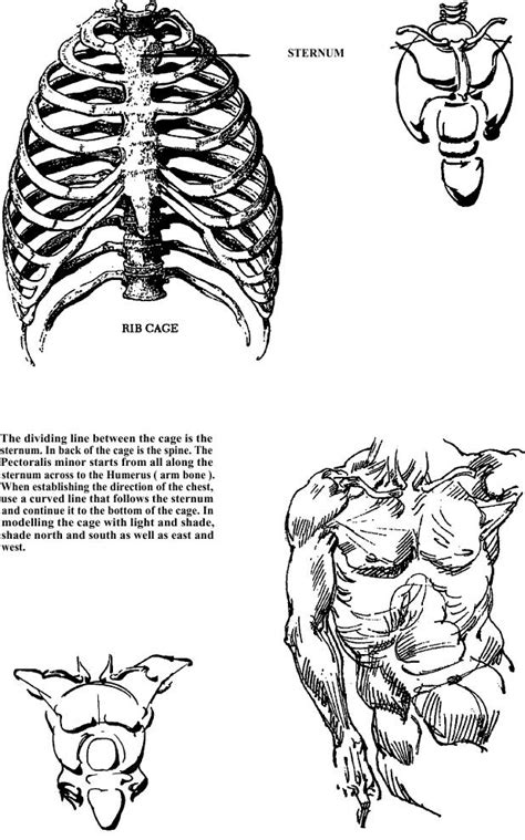 Here presented 52+ male torso drawing images for free to download, print or share. Drawing Human Chest, Torso and Body Drawing Lesson: How to ...