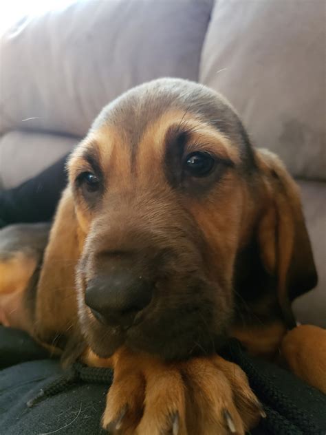 Advertise, sell, buy and rehome basset hound dogs and puppies with pets4homes. Bloodhound Puppies For Sale | Fredericksburg, VA #297905