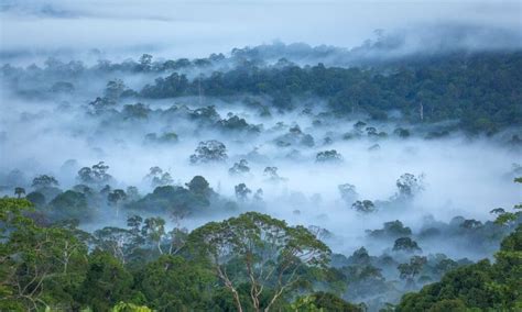 Legenda Ular Raksasa Pemakan Manusia Di Pedalaman Hutan Kalimantan