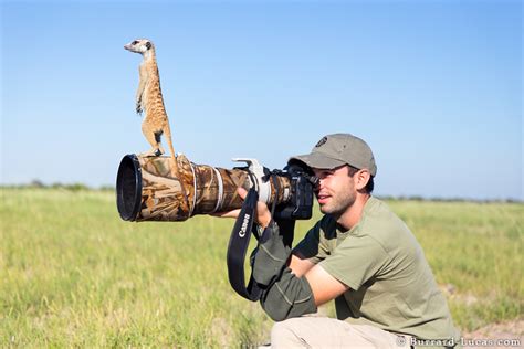 Meerkats Use Wildlife Photographer As Scouting Perch Mens Journal