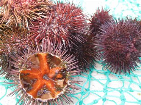 Why You Should Eat Sea Urchin Creamiest Seafood Ever