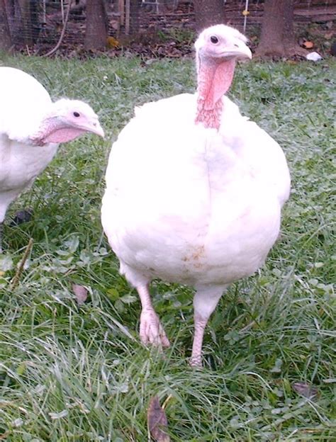 Check spelling or type a new query. Turkeys