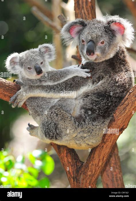 Koala Bear Mother Holding Cute Baby Joey In Arms In Eucalyptus Treenew