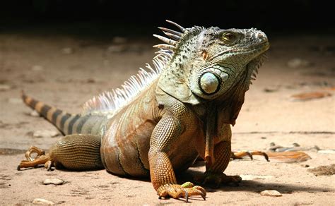 Close Up Of A Iguana · Free Stock Photo