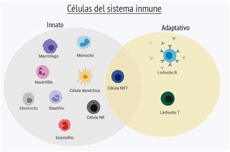 Células Del Sistema Inmune ¿cuáles Son Y Qué Función Cumplen