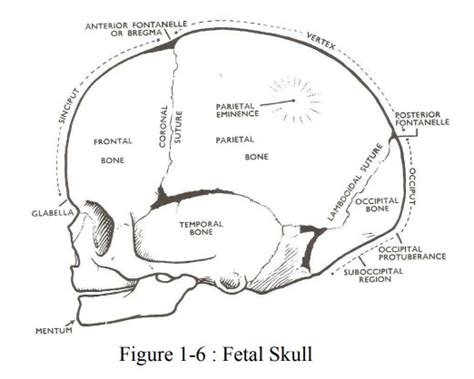 Part Of The Fetal Skull