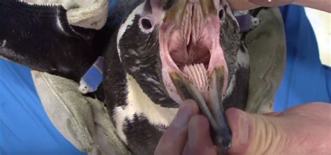 But if they eat fish, it is white. Wiinterrr's Day: Penguin Mouths are Nightmare Pits