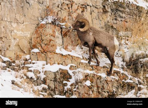 Bighorn Sheep On A Steep Rocky Cliff With Snow Stock Photo Alamy