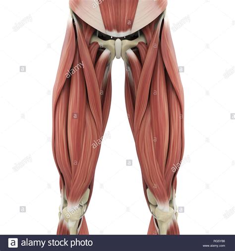Illustrations of the anatomy of the upper limb. Human Upper Leg Muscles High Resolution Stock Photography ...
