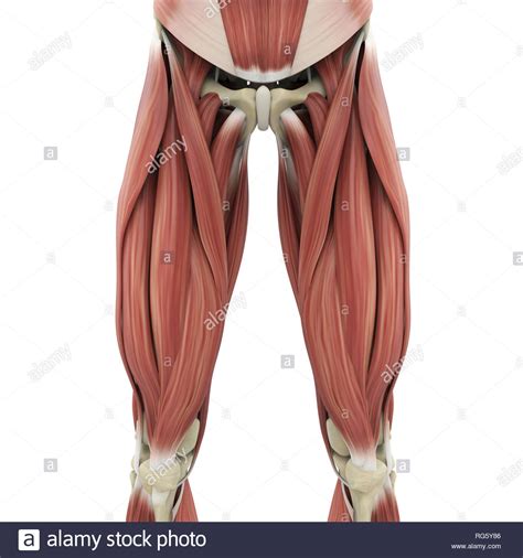 Upper part of medial surface of the shaft of tibia. Human Upper Leg Muscles High Resolution Stock Photography ...