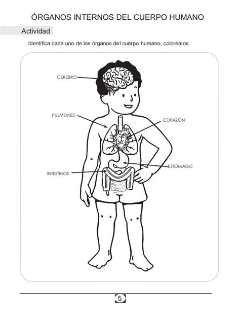 6 Órganos Internos Del Cuerpo Humano Sistema Respiratorio Observa La