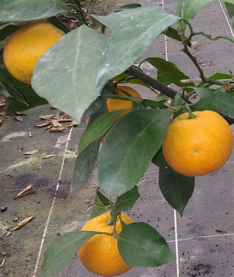 Satsuma Miyagawa Citrus Unshiu En 4 Litres Sylvestre Agrumes